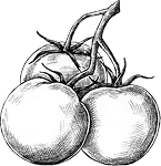 ផលិតផលស្រស់ៗ